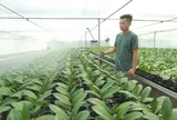 Thanh Hóa: Công nghệ vào ruộng, nông sản tìm đường ra thị trường